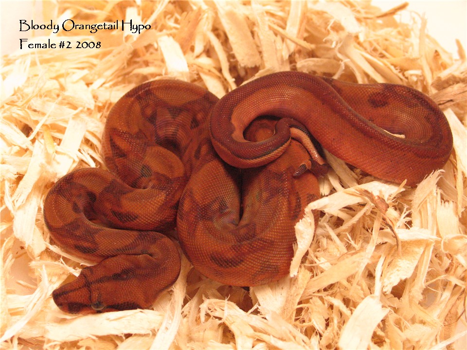 Bloody Orangetail Hypo Boa