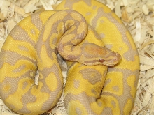 Caramel