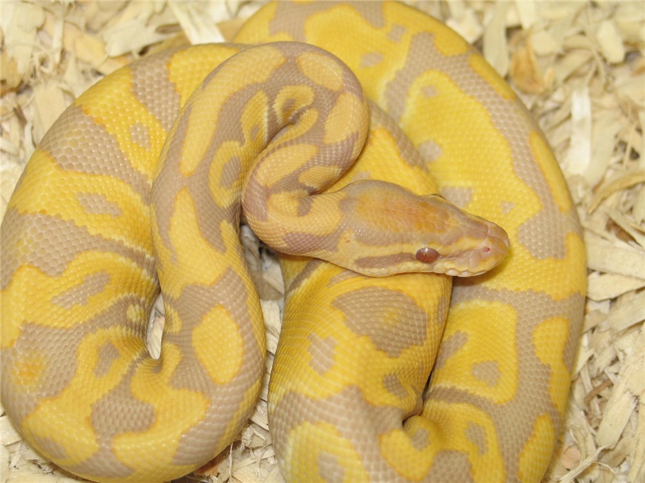 Caramel