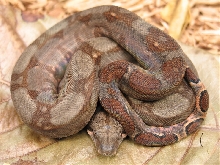 Corn Island Boa