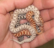 Ghost Hognose