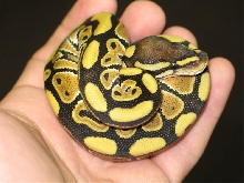 Het Russo Leucistic
