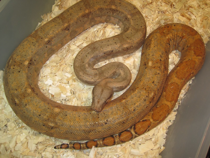 Hog Island Adult