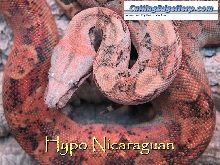 Hypo Nicaraguan Boa