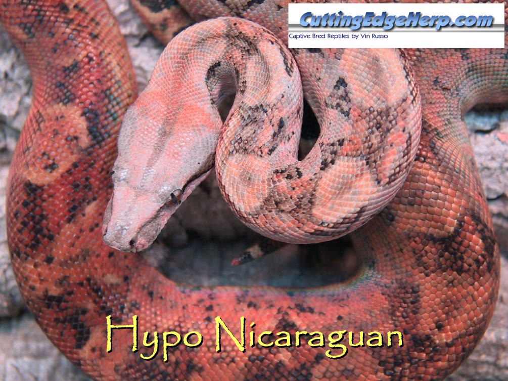 Hypo Nicaraguan Boa