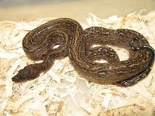 Leopard Boa Orange Phase female