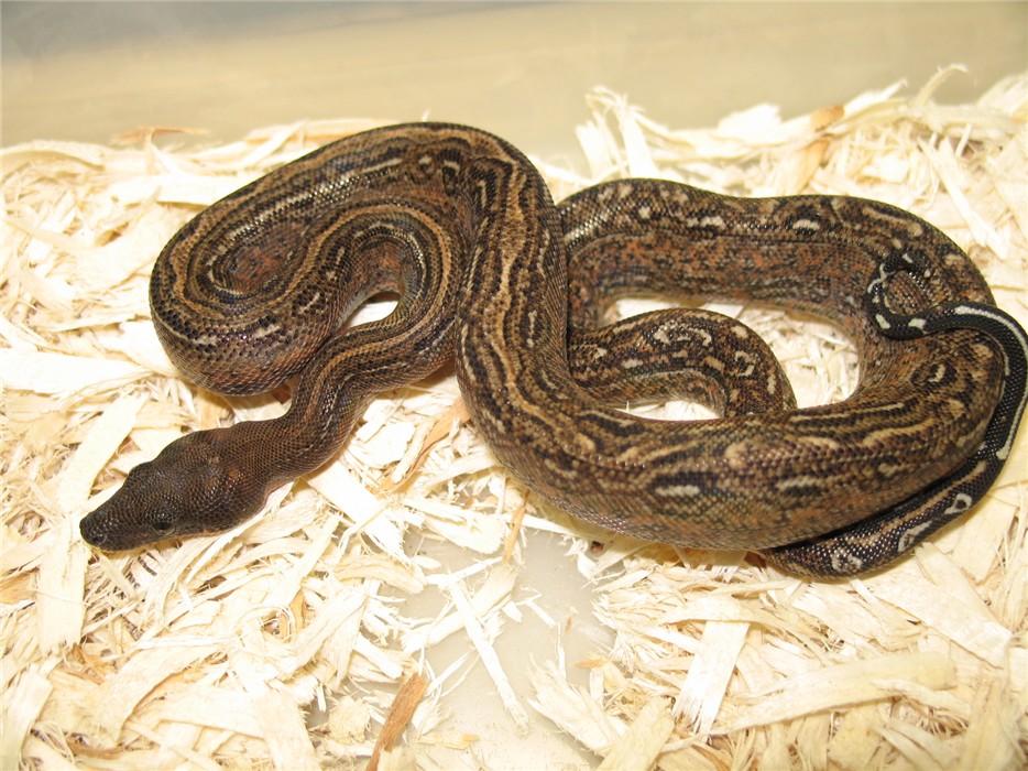 Leopard Boa Orange Phase female