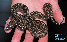 Leopard Boa Orange Phase
