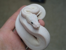 Leucistic Ball Russo line