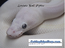 White Diamond Leucistic Ball Python