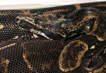 Boa c. longicauda
