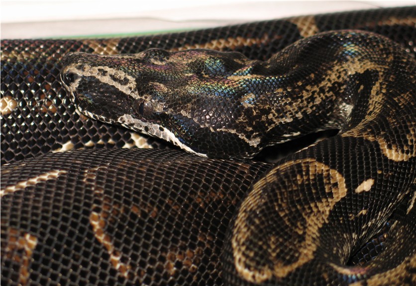 Boa c. longicauda