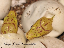 OS High Yellow Hatchlings