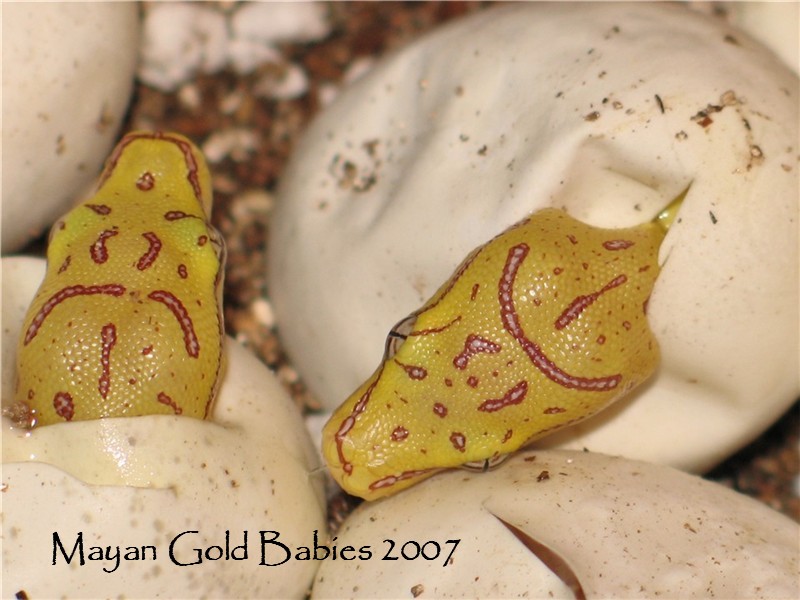 OS High Yellow Hatchlings