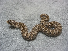 Mexican Hog hatchling