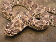 Mexican Hognose