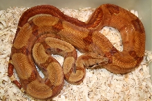 Super Hypo Orangetail