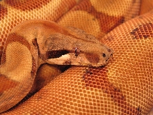 Red Orangetail Hypo