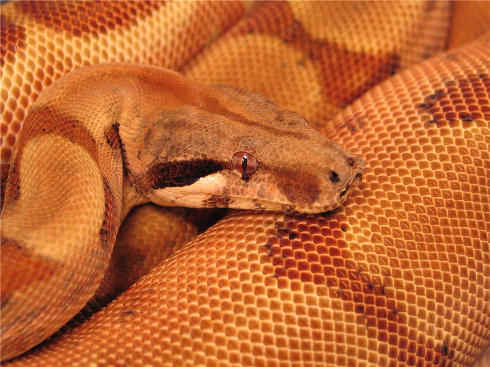 Red Orangetail Hypo