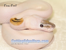 Pied het Leucistic