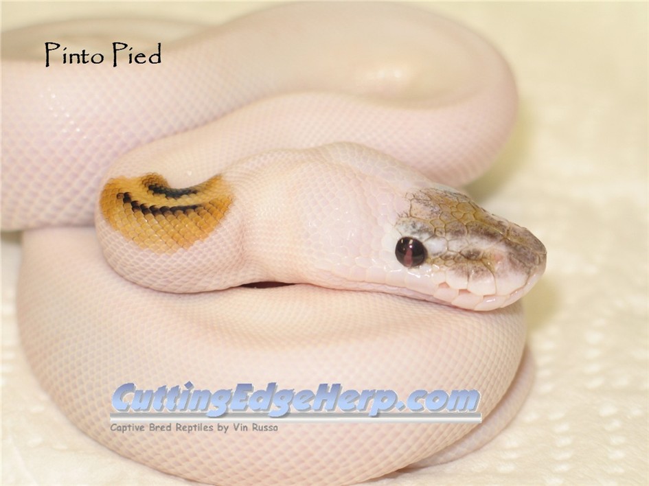 Pied het Leucistic
