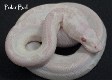 Polar Ball ( Leucistic Albino )