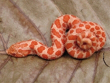 Red Albino Western Hog