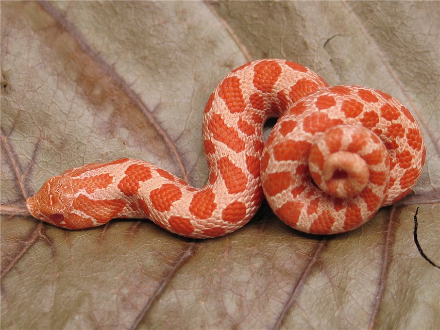 Red Albino Western Hog