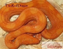Red Dragon ( Blood Albino )