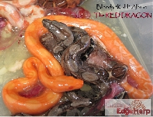 Bloody kahl Albino