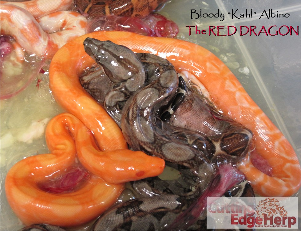 Bloody kahl Albino