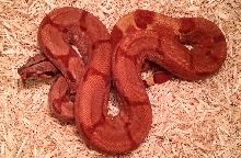 Russo Red Hypo Boa