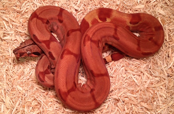 Russo Red Hypo Boa