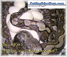 Dwarf Retic