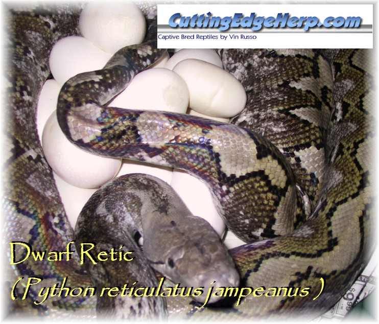 Dwarf Retic