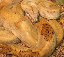 Pearl Adult