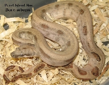 Pearl Island Boa