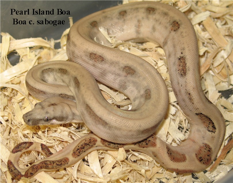 Pearl Island Boa