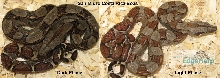 Costa Rica Boas