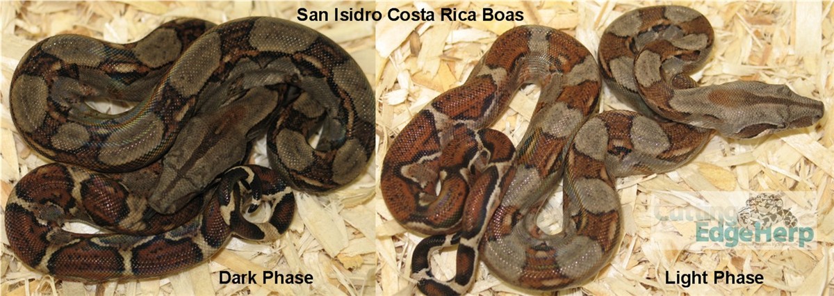 Costa Rica Boas