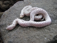 Snow Hognose