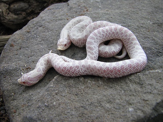 Snow Hognose