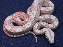 New Hypo Sonoran Boas