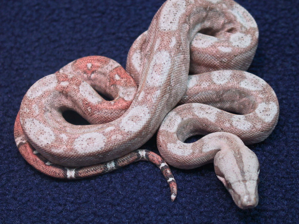 New Hypo Sonoran Boas