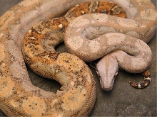 Super Hypo Sonora 04