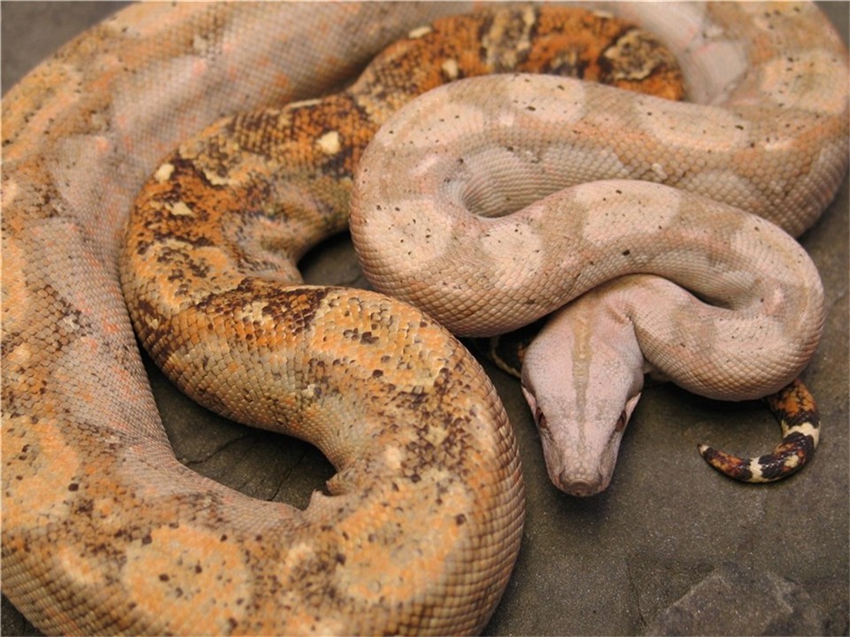 Super Hypo Sonora 04