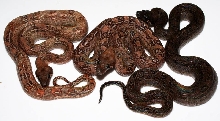 Super Hypo Sonora Leopard