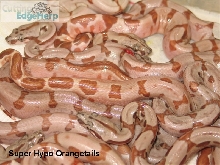 Super Hypo Orangetails