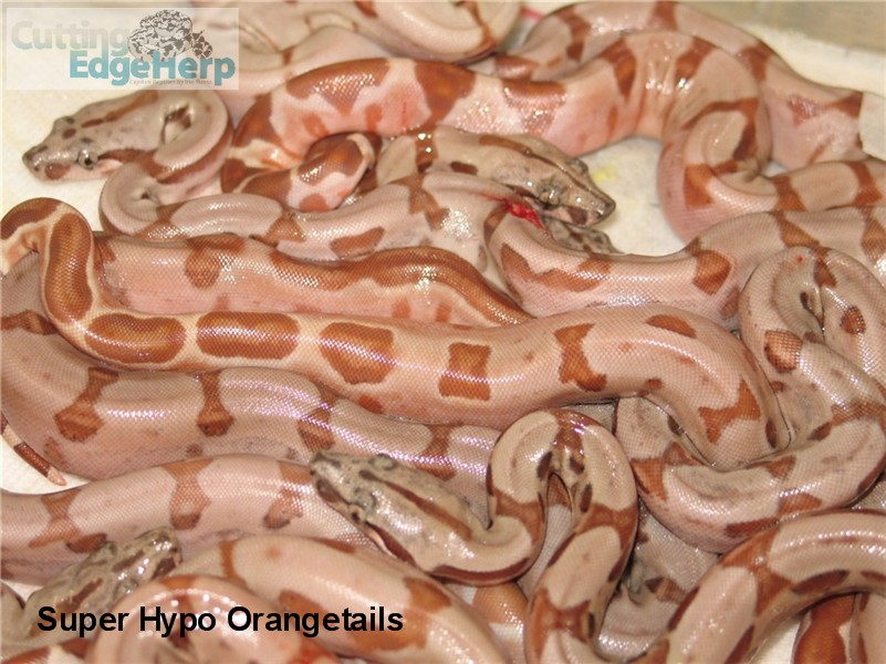 Super Hypo Orangetails