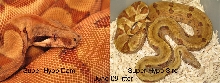 Super Orangetail